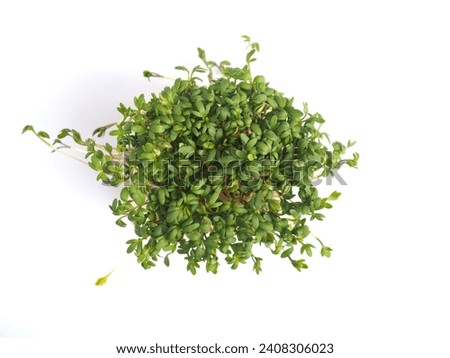 Organic cress in a pot on a white background, close up, healthy food or ingredients concept, super food, view from above Royalty-Free Stock Photo #2408306023