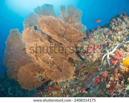 Branching Colorful, Beautiful Giant Gorgonia Sea Fan Soft Corals. Invertebrate Marine Animals Alcyonacea Octocorals in phylum Cnidaria under tropical warm water - Indo Pacific - Indian Ocean Reefs.