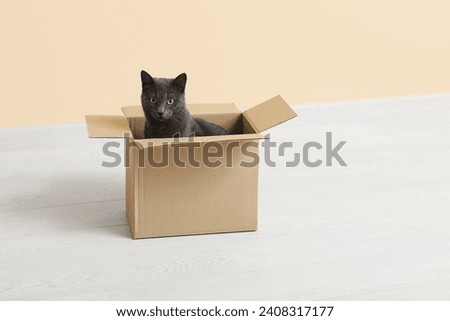 Cute British cat sitting in box on floor near beige wall