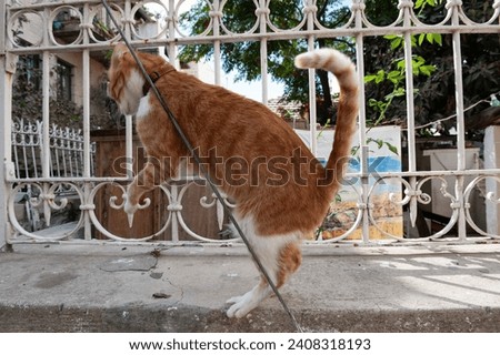 Frisky, young ginger tiger stripe cat wearing a red collar rubs its back against a silver wire.  Royalty-Free Stock Photo #2408318193