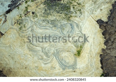 sedimentary layers of rock on the wave-cut platform erode at a slightly uneven rate, resulting in an abstract patterns showing the fine layers of Jurassic sediment worn down by wave action. Royalty-Free Stock Photo #2408320845