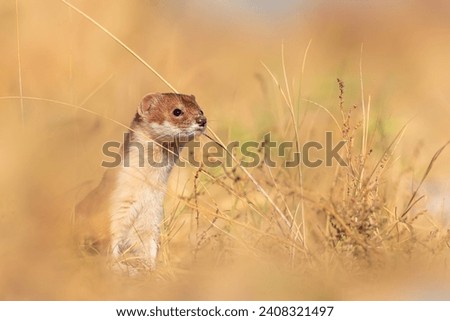 A cute but predatory mammal. Least Weasel (Mustela nivalis). Yellow nature background. 
