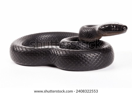 A very venomous black snake on a white background