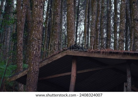 30 December 2023. A rest building for hikers in the middle of pine forest