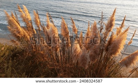 Coastal scene with pampas grass at Swamis Reef Surf Park Encinitas California.