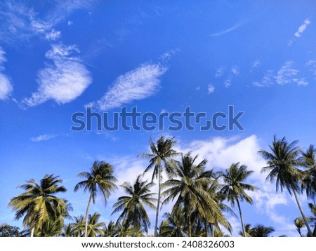 A picture of a blue sky, white clouds, trunks and coconut leaves that compete with the wide sky. Let the picture be seen differently. Tell stories, relax, relax, nature heals the heart.
