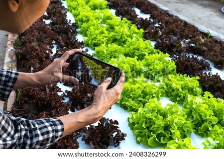 Gardener woman using phone taking pictures of green salad luttuce leaves in greenhouse