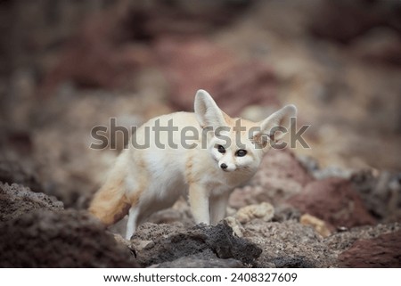 North African wildlife theme: Fennec fox, Vulpes zerda,  the smallest fox native to the deserts of North Africa. Direct eye contact, large ears, rocky desert. Sahara, Algeria.