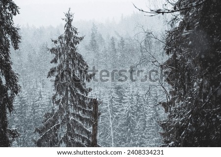 Forest at Snowy Winter Morning. Vintage Look Photo