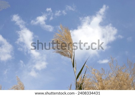 Reed flower with blue sky