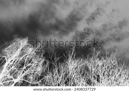 Black and white nature, birds scene, flying birds on sky with clouds and trees with bare branches, autumn motif, winter time, cold weather, inverted photo