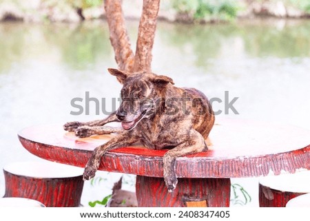 Close-up of Tiger-striped brown dog is lying sleep in middle on marble table. Stray dog sleep on outside floor happily. In morning in middle of a road with no cars passing by.