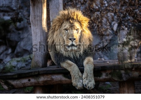 Portrait of huge beautiful male African lion (Panthera leo leo) on dark background