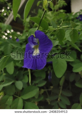 butterfly pea flower that blooms with green leaves
