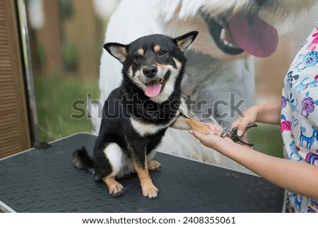 the process of cutting a Shiba Inu dog's claws using a nail clipper, close-up of a dog's paw, cutting a dog's claws, Shiba Inu manicure Royalty-Free Stock Photo #2408355061