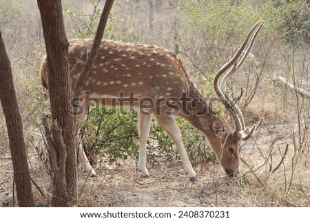 this picture is of deer in the  forest 