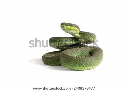 Trimeresurus Insularis closeup on isolated background, Indonesian viper snake closeup Royalty-Free Stock Photo #2408373477
