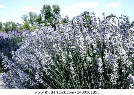 Lavender growing in palace garden.Sunny day in summer. High quality photo