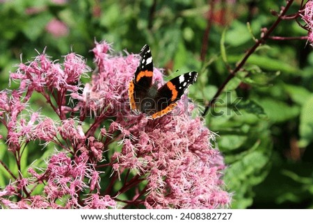 Butterfly, Vanessa atalanta, admiral, red admiral,admirable, butterfly, butterfly,insect, insects, animal, animals, colorful, large, beautiful,nature, environment