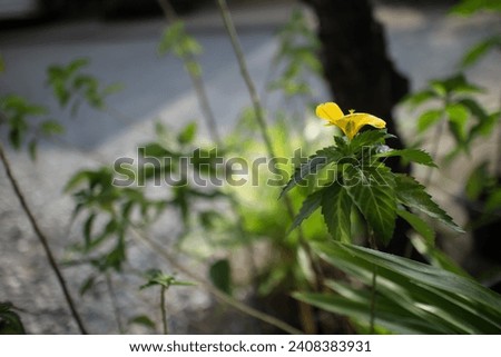Sage Rose、Yellow Alder、Yellow Buttercups Turnera ulmifolia Turnera ulmifolia. Golden Baby