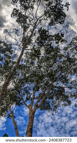 panorama of rubber trees against a blue sky background