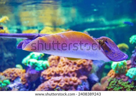 The bluespotted ribbontail ray is a species of stingray in Lausanne water aquarium Royalty-Free Stock Photo #2408389243