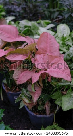 Syngonium pink, Red heart flower for indoor cultivation and interior decoration in pots in a flower shop. Vertical photo.