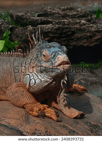 iguana on a zoo rock