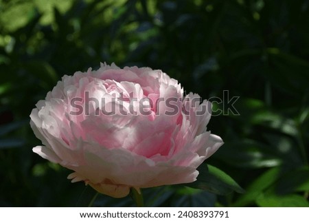 A peony flower in the garden