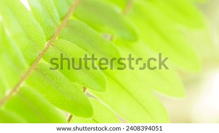 Macro shot of fern leaf on natural white background.