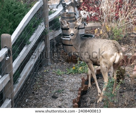 Beautiful young female mule deer in an old garden scene with a split rail fence and the deer is posing pretty for the photo in Colorful Colorado in fall. USA