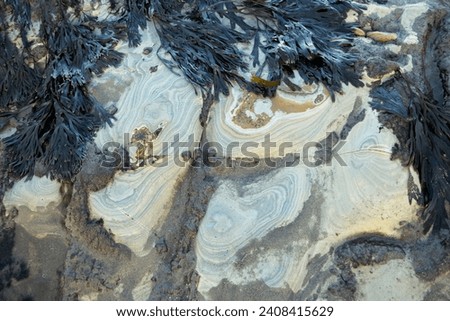 sedimentary layers of rock on the wave-cut platform erode at a slightly uneven rate, resulting in an abstract patterns showing the fine layers of Jurassic sediment worn down by wave action. Royalty-Free Stock Photo #2408415629