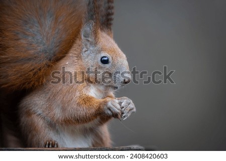 Red squirrel, Sciurus vulgaris, Cute arboreal, omnivorous rodent . Portrait of eurasian squirrel in natural habitat. 