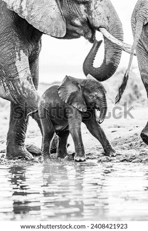 Playful elephant calf walking around waterhole.