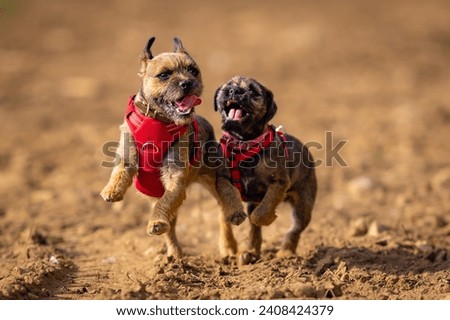 Cute border terrier dog. A small dog is running in the field.