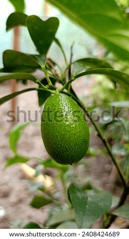 This is a picture of fresh sweet lemon fruit. It’s color is green and It's a healthy food. 