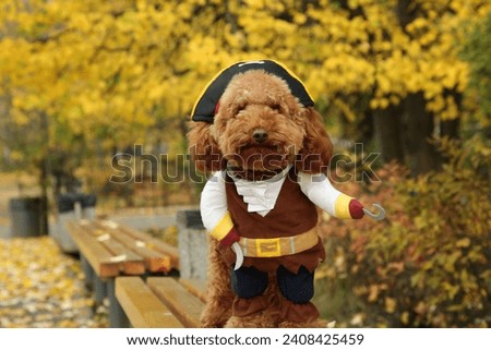 Cute dog in pirate costume on wooden bench in autumn park