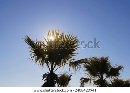 Palm trees in the rays of the sun. Coconut palm tree with blue s Royalty-Free Stock Photo #2408429941