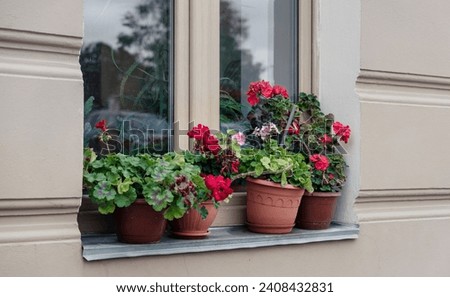 Window sill decorated with potted geranium flowers growing outdoor. Residential house with flowerpots, side view from urban street Royalty-Free Stock Photo #2408432831