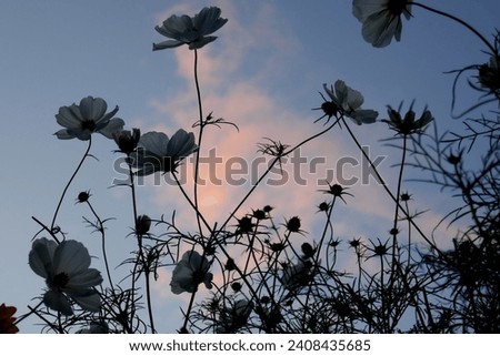 Delicate white flowers in silhouette in front of a pink cloud