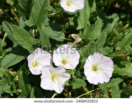 Convolvulus arvensis. Agrum bindweed. Pulchra alba flores in herba. Royalty-Free Stock Photo #2408435853