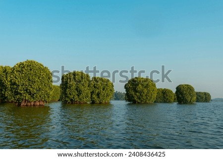 Tropical river scenery with mangrove, Landscape shot from Kavvayi Island Kannur Royalty-Free Stock Photo #2408436425