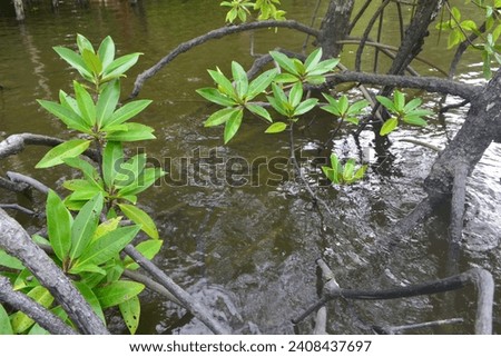 Mangrove trees extend along the riverbank, creating a vital transition zone between land and water, fostering biodiversity, and providing essential ecological services.