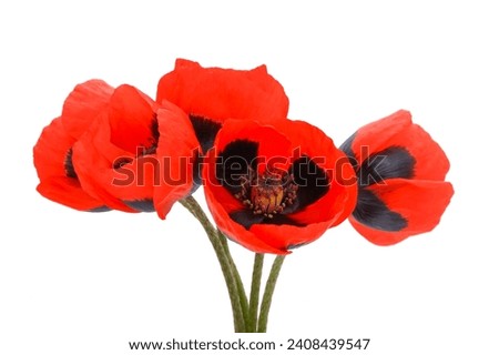 bouquet of red poppies isolated on white background