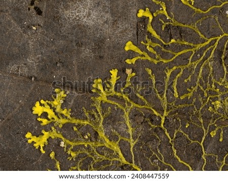 Yellow slime mould or slime mold (Physarum polycephalum) forming a tubular network of protoplasmic strands across a dead leaf  in search of food Royalty-Free Stock Photo #2408447559