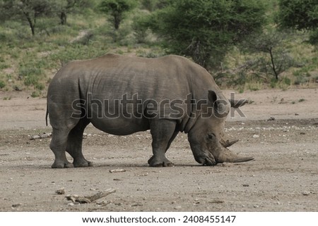 Pictures of animals while on Safari in Namibia