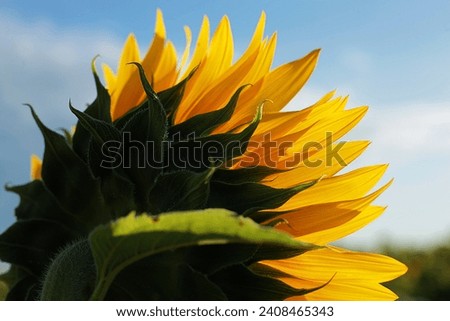 sunrise in a sunflower field