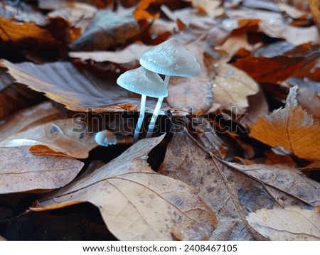Beautiful poisonous mushrooms in a fallen oak leaf. Poisonous gray mushrooms on the background of fallen oak leaves. Beautiful autumn photo with poisonous fragile mushrooms. Royalty-Free Stock Photo #2408467105
