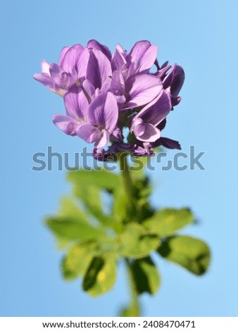 The field is blooming alfalfa, which is a valuable animal feed Royalty-Free Stock Photo #2408470471
