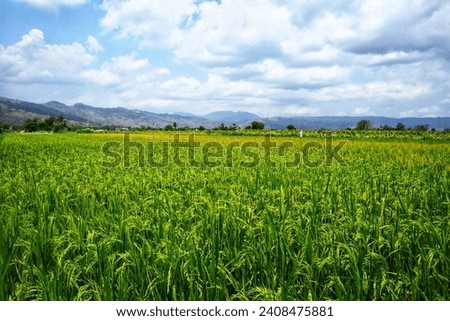 View of green rice plants on a rural farm with sky and mountains in the background.